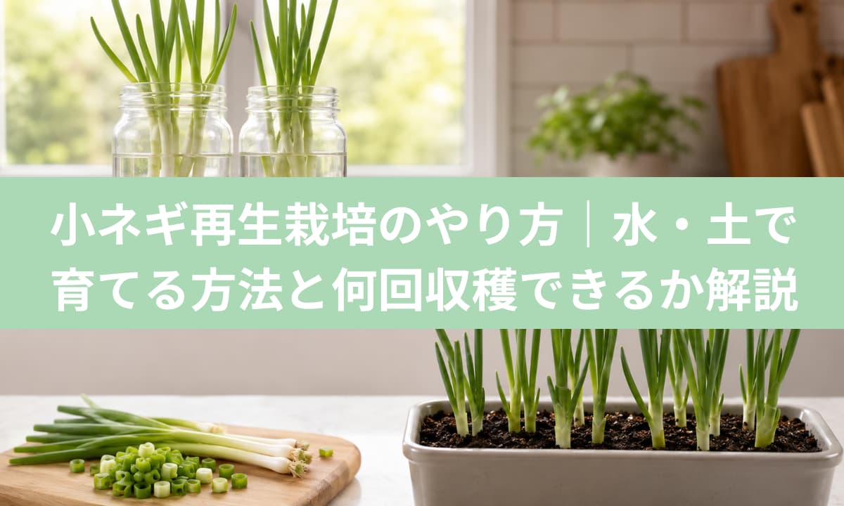 小ネギ再生栽培のやり方・水／土で育てる方法