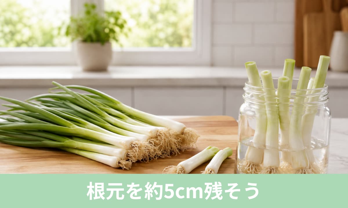 小ネギ水栽培のやり方
